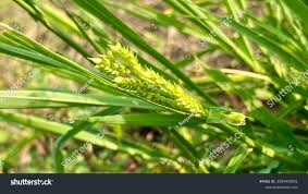 Attēlu rezultāti vaicājumam “Carex vesicaria”