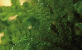 Attēlu rezultāti vaicājumam “Porella platyphylla macro”