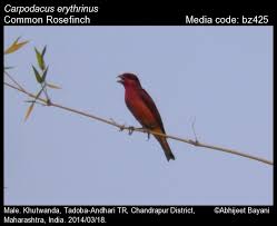 Attēlu rezultāti vaicājumam “Carpodacus erythrinus adult”