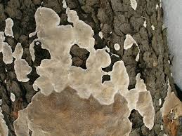 Attēlu rezultāti vaicājumam “Cinereomyces lindbladii”