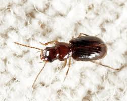 Attēlu rezultāti vaicājumam “Acupalpus flavicollis”