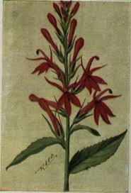 Attēlu rezultāti vaicājumam “Lobeliaceae”