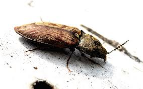 Attēlu rezultāti vaicājumam “Prosternon tessellatum”