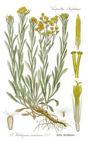 Attēlu rezultāti vaicājumam “Helichrysum arenarium”