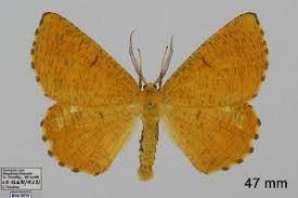 Attēlu rezultāti vaicājumam “Angerona prunaria”