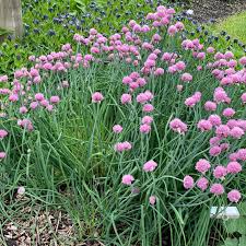 Image result for Allium schoenoprasum