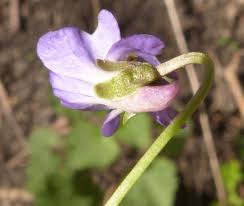 Attēlu rezultāti vaicājumam “Viola hirta flower”