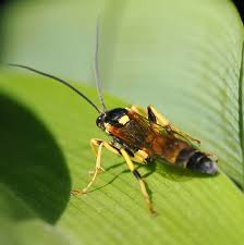 Attēlu rezultāti vaicājumam “Diphyus latebricola”