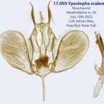 Attēlu rezultāti vaicājumam “Ypsolopha scabrella”