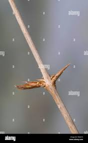 Attēlu rezultāti vaicājumam “Lonicera xylosteum bud”