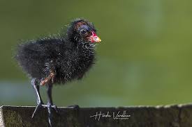 Attēlu rezultāti vaicājumam “Gallinula chloropus juvenile”