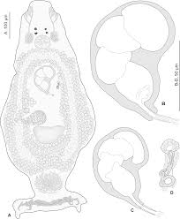 Image result for Hyporthodus quernus