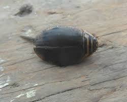 Attēlu rezultāti vaicājumam “Acilius sulcatus female”