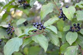 Attēlu rezultāti vaicājumam “Cornus sanguinea fruit”
