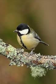Attēlu rezultāti vaicājumam “Parus major female”