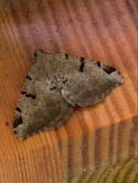 Attēlu rezultāti vaicājumam “Macaria wauaria”