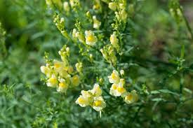 Attēlu rezultāti vaicājumam “Linaria vulgaris leaf”