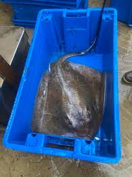 Image result for Bathytoshia centroura