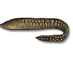 Image result for Schedophilus ovalis