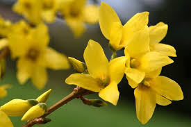 Attēlu rezultāti vaicājumam “Forsythia”