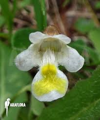 Attēlu rezultāti vaicājumam “Pinguicula alpina”