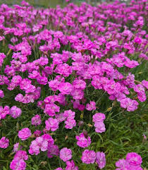 Image result for Dianthus gratianopolitanus