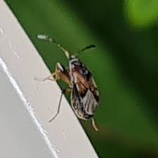 Attēlu rezultāti vaicājumam “Scolopostethus thomsoni”