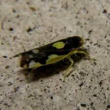 Attēlu rezultāti vaicājumam “Eupteryx vittata”