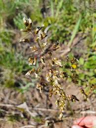 Attēlu rezultāti vaicājumam “Hierochloe odorata”