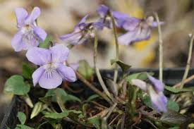 Attēlu rezultāti vaicājumam “Viola reichenbachiana flower”