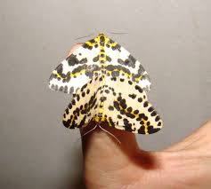 Attēlu rezultāti vaicājumam “Abraxas grossulariata pupa”