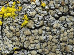 Attēlu rezultāti vaicājumam “Cliostomum corrugatum”