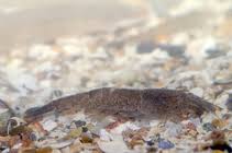 Attēlu rezultāti vaicājumam “Crangon crangon”