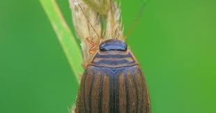 Attēlu rezultāti vaicājumam “Acilius sulcatus female”