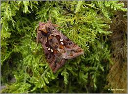Attēlu rezultāti vaicājumam “Autographa pulchrina”