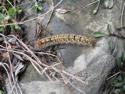 Attēlu rezultāti vaicājumam “Lasiocampa quercus larva”