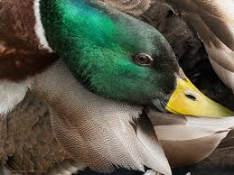 Attēlu rezultāti vaicājumam “Anas platyrhynchos”