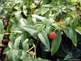 Attēlu rezultāti vaicājumam “Rubus illecebrosus fruit”