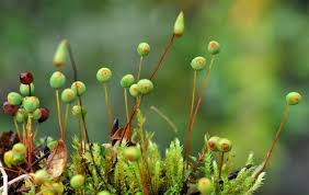 Attēlu rezultāti vaicājumam “Philonotis”