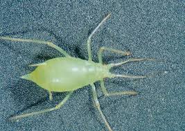 Attēlu rezultāti vaicājumam “Acyrthosiphon”