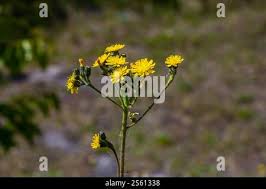 Attēlu rezultāti vaicājumam “Hieracium laevigatum”