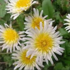 Attēlu rezultāti vaicājumam “Taraxacum suecicum”