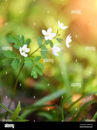 Attēlu rezultāti vaicājumam “Isopyrum thalictroides leaf”