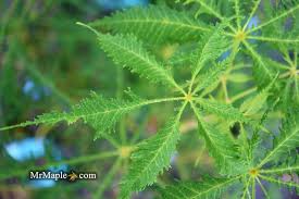 Attēlu rezultāti vaicājumam “Aesculus hippocastanum leaf”