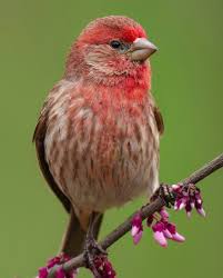 Attēlu rezultāti vaicājumam “Fringillidae”