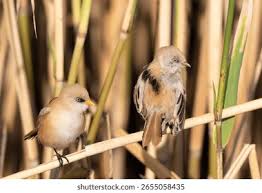 Attēlu rezultāti vaicājumam “Panurus biarmicus male”