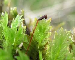 Attēlu rezultāti vaicājumam “Fissidens adianthoides sporophyte”