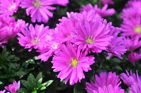 Image result for Aster novi-belgii