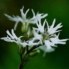 Attēlu rezultāti vaicājumam “Silene x arkwrightii Vesuvius flower”