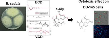 Attēlu rezultāti vaicājumam “Basidioradulum radula”